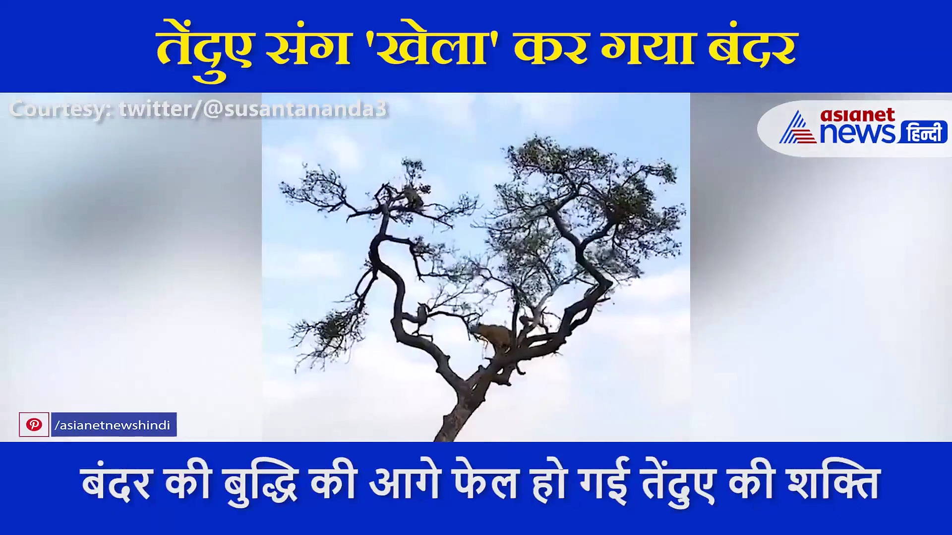 भूखे तेंदुए को एक डाली से दूसरी डाली तक यूं नचाता रहा बंदर, वीडियो देख लोग बोले इसे कहते हैं 'दिमाग'