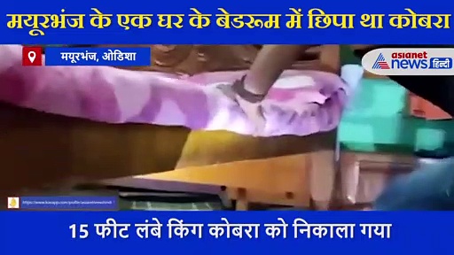 घर में बेड के नीचे छिपा था 15 फीट लंबा किंग कोबरा, देखते हुए दंग रह गए लोग, ऐसे किया रेस्क्यू