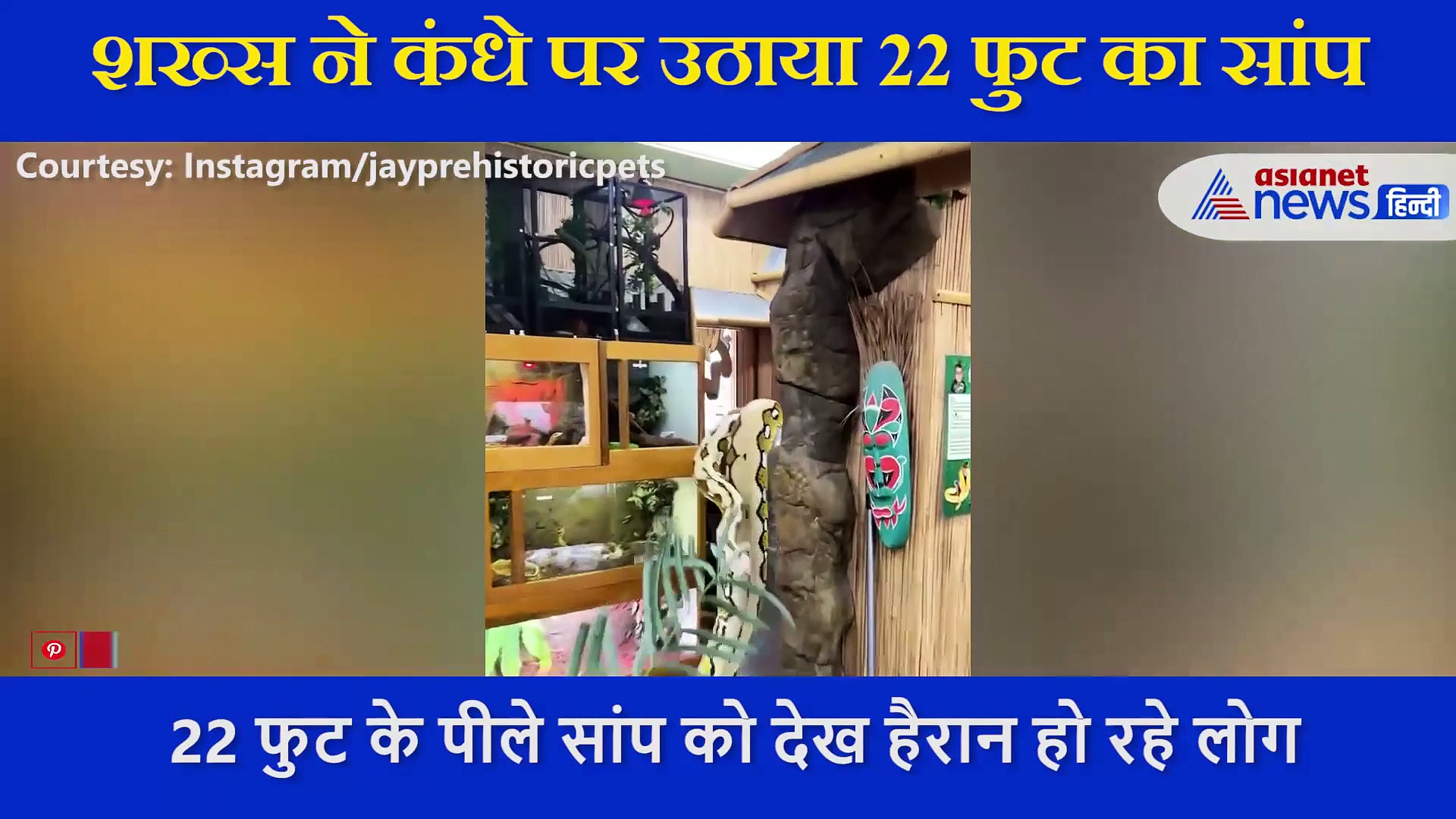 करोड़ों लोगो ने देखा 22 फुट, 250 पाउंड का विशालकाय सांप, शख्स के कंधे पर बैठा था