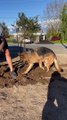 Deschutes the German Shepherd Decides to Help Dad Dig