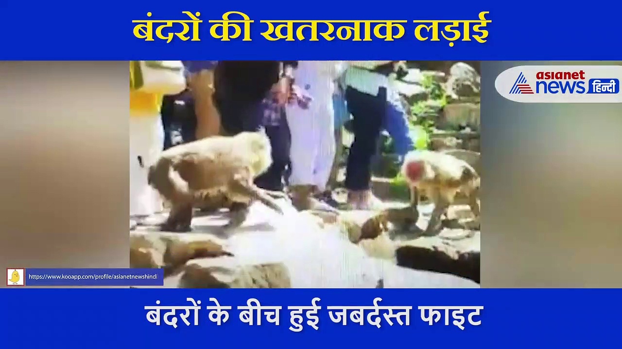 बंदरों के बीच हुई जबर्दस्त लड़ाई, लड़ते-लड़ते एक तो पानी में जा गिरा, देखें VIDEO