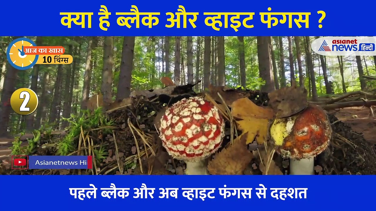 10 THINGS: ब्लैक फंगस के बाद आया व्हाइट फंगस, जानें दोनों में अंतर, लक्षण और बचाव