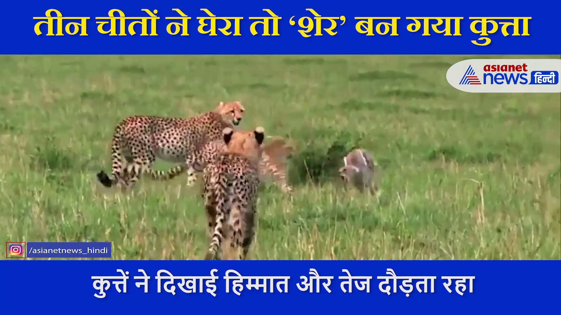 हौंसले के आगे जीत: तीन चीतों ने घेरा तो ‘शेर’ बन गया कुत्ता, मौत को  ऐसे दे गया मात