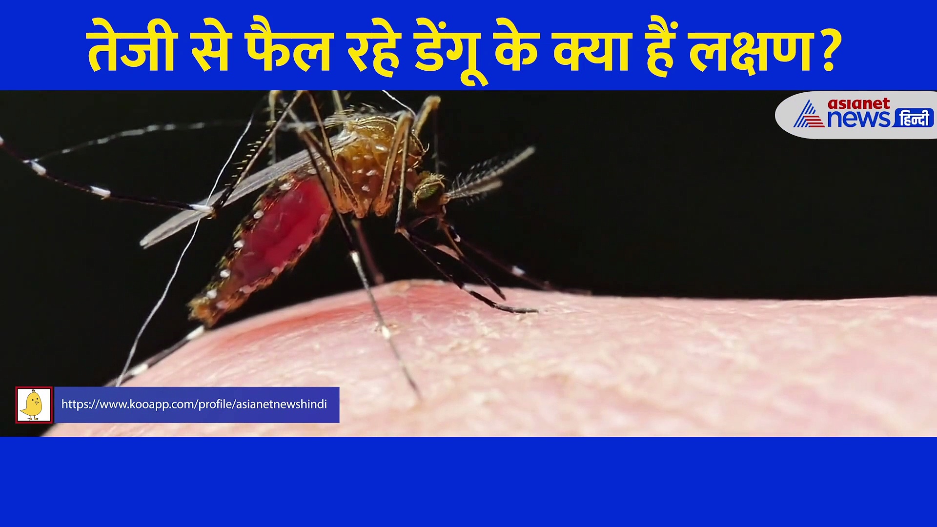 सैकड़ों मौत और अस्पताल में खून के लिए जूझते लोग... जानें आखिर क्या हैं डेंगू के लक्षण?