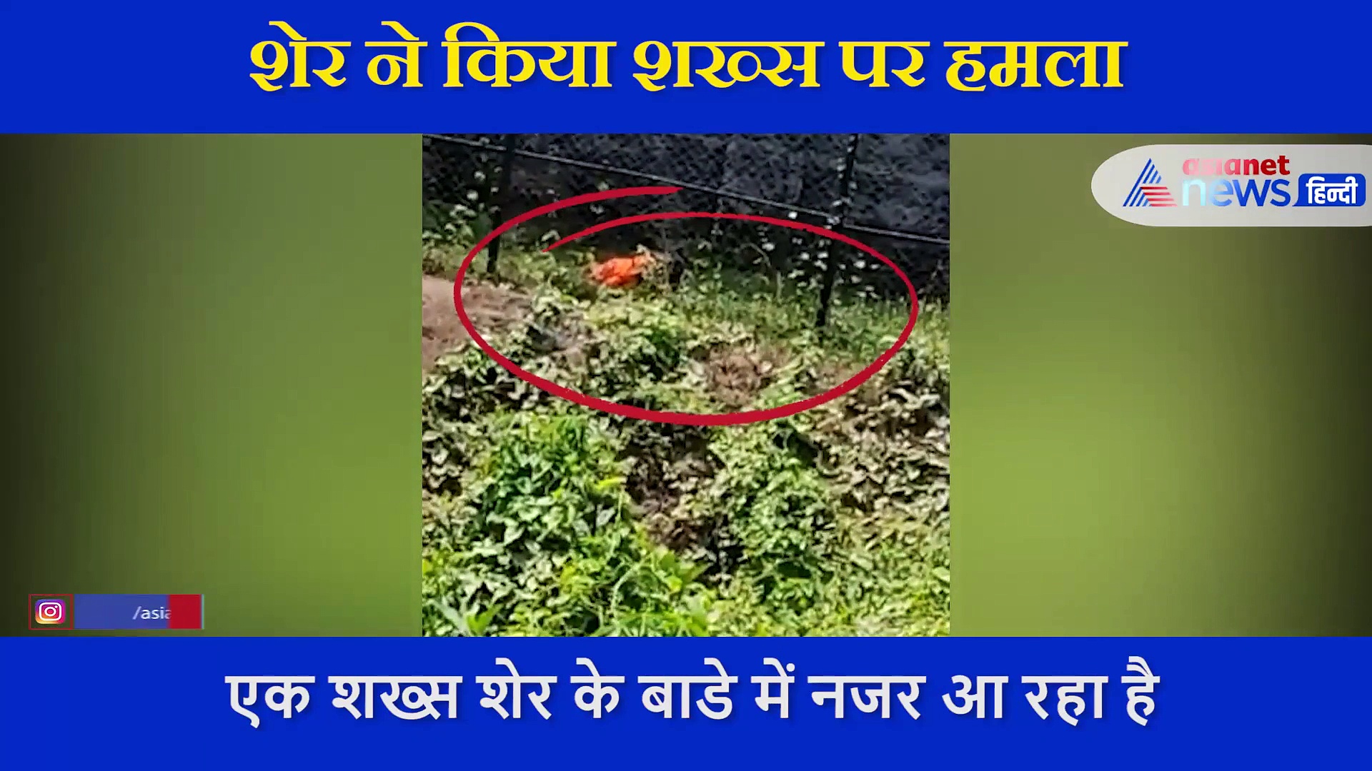 Shocking Video: जानवर के बाड़े में घुसा एक शख्स, शेर ने किया दिया हमला