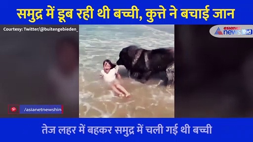 समुद्र में डूब रही थी छोटी सी बच्ची, कुत्ते ने दिखा दी वफादारी... Video देख लोगों ने खूब की तारीफ