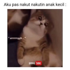 Kucing gemoy