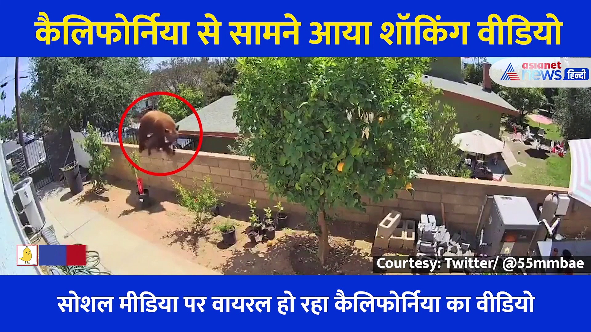 शॉकिंग वीडियो: कुत्तों को बचाने के लिए लड़की ने भालू को दिया दीवार से धक्का