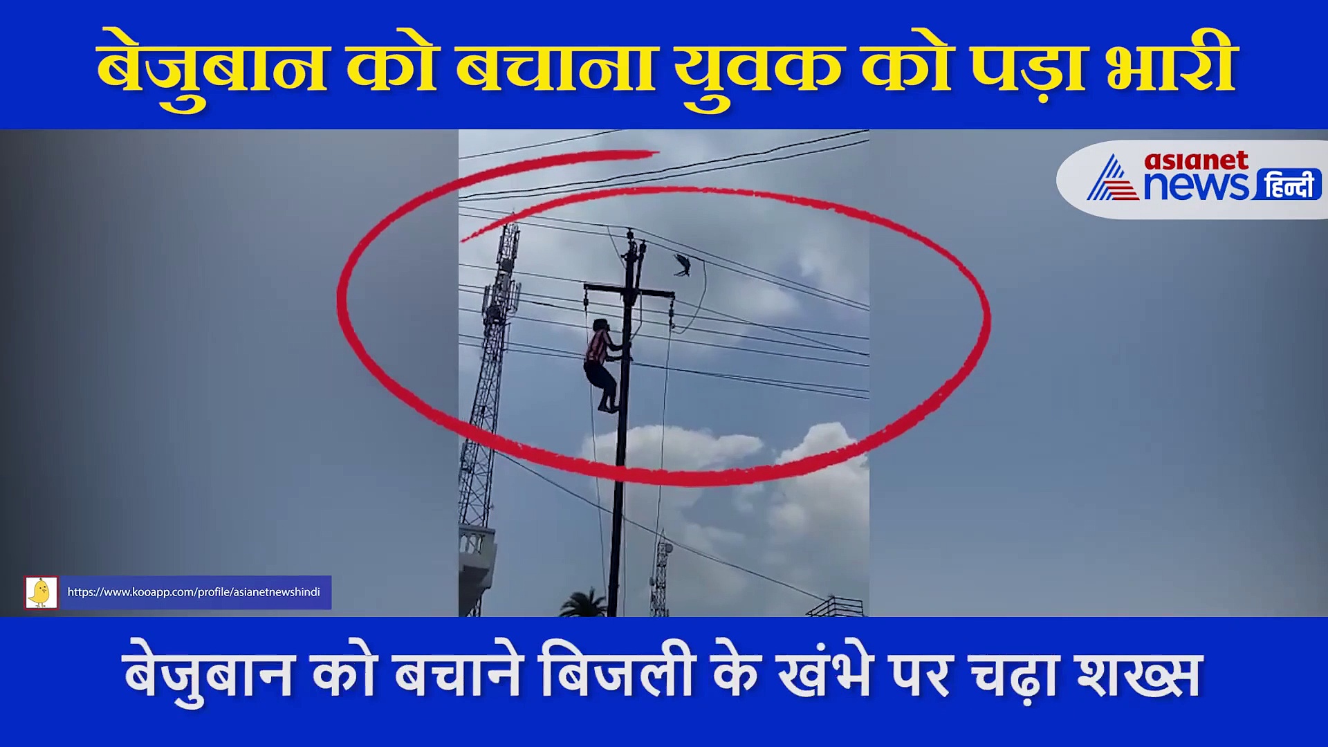 बिजली के तार में फंसे कबूतर को बचाने के लिए खंभे  पर चढ़ा था शख्स, लगा करेंट और...