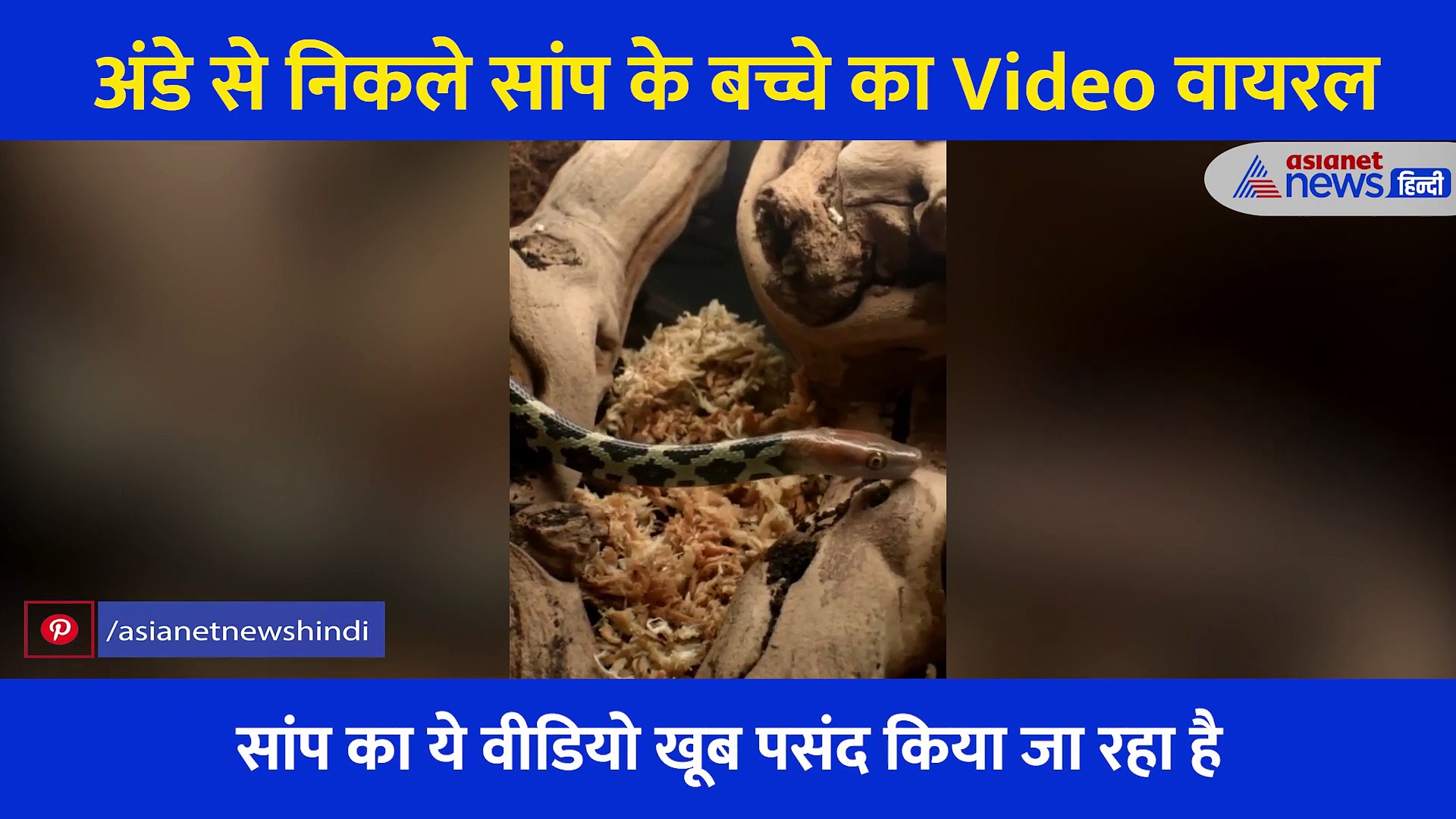 कभी देखा है अंडे से बाहर आते सांप के बच्चे , कैमरे में कैद हुआ ये अविश्वसनीय पल, देखें video