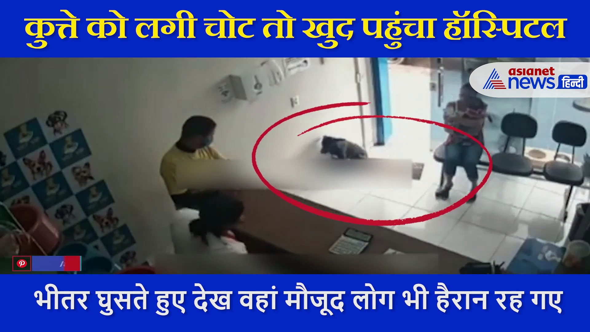 डॉगी को लगी चोट तो खुद लंगड़ाते हुए पहुंच गया हॉस्पिटल, देखते ही डॉक्टर ने शुरु कर दिया  इलाज