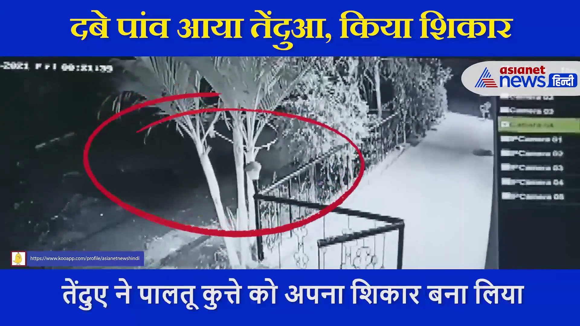 VIDEO:दबे पांव आया तेंदुआ, घर के बाहर सो रहे कुत्ते का यूं किया शिकार