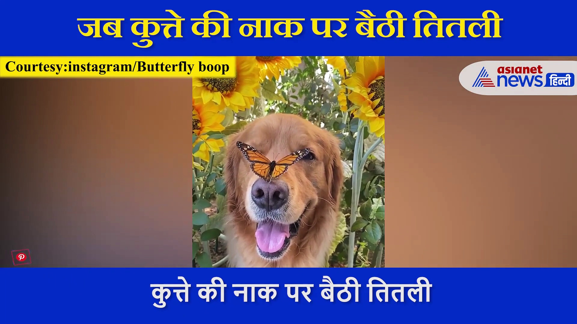 कुत्ते की नाक पर बैठी तितली,  दोनों की दोस्ती के इस वीडियो ने जीता दिल