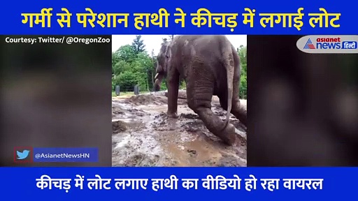 गर्मी से परेशान हाथी ने कीचड़ में लगाई लोट, लोगों को आया बेजुबान पर प्यार