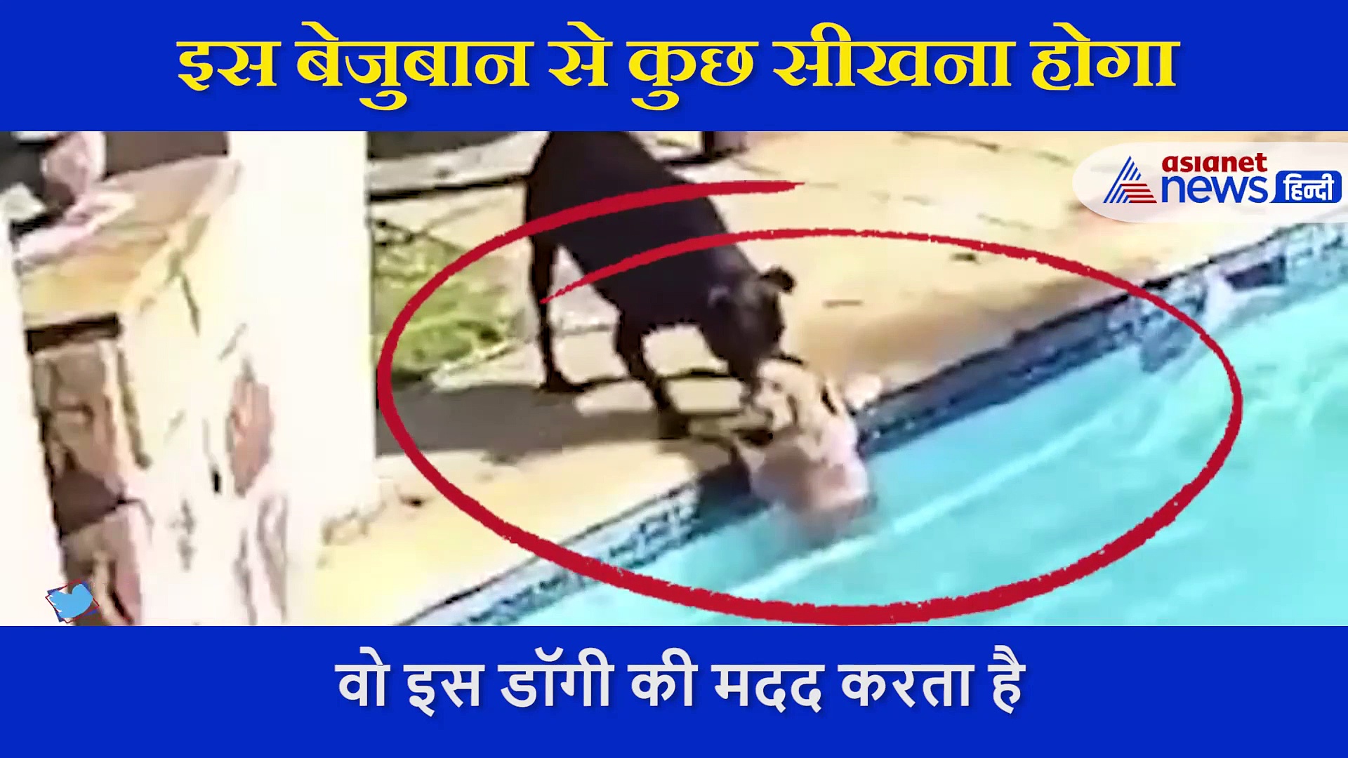 स्विमिंग पूल  में गिरा डॉगी, बेजुबान ने नहीं हारी हिम्मत,  निकाल लाया बाहर, देखें Video