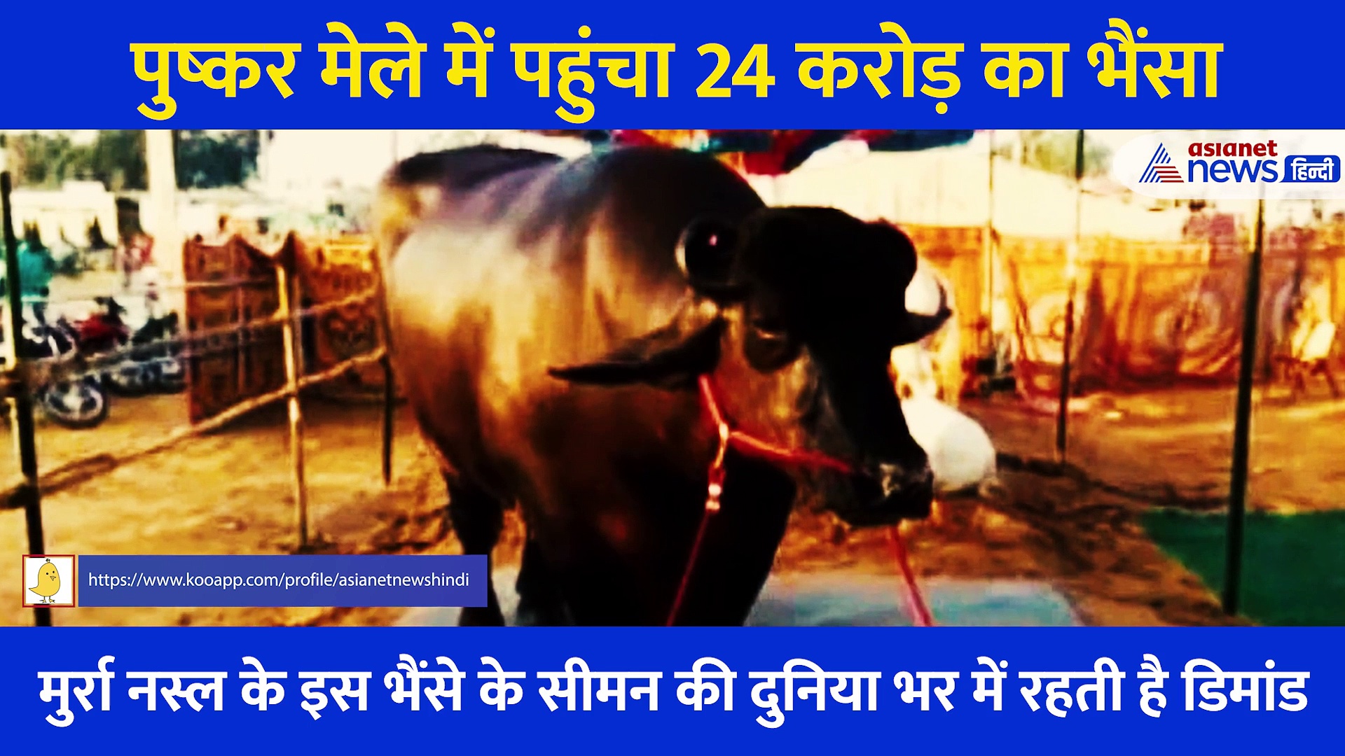 Video: 24 करोड़ का भैंसा, वजन 1500 किलो... रोज पीता है 1 किलो घी और 25 लीटर दूध, देखने वालों की लगी भीड़