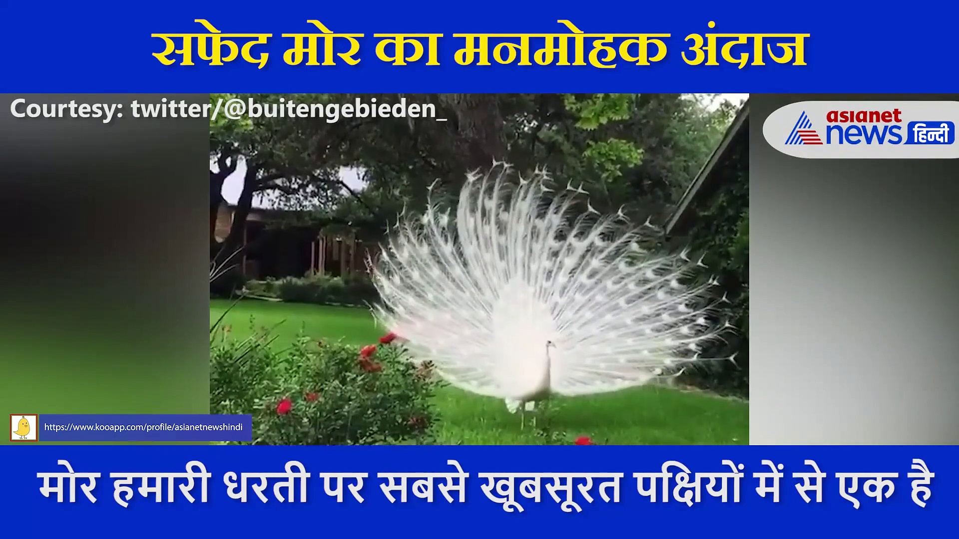 मोर के मनमोहक अंदाज ने जीता लोगों का दिल,  शानदार तरीके से लहराए अपने पंख