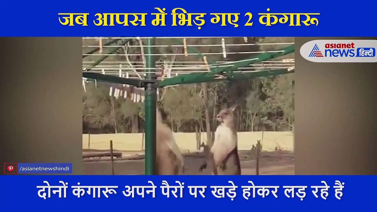 कंगारुओं में जबरदस्त लड़ाई,  दुनिया का एक मात्र पशु जो  पूंछ पर खड़ा होकर करता है फाइट