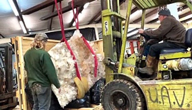 Inside the largest natural history collection in the world — the 147 million specimens hidden in the Smithsonian