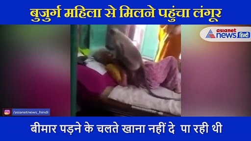 रोज खाना खिलाती थी महिला, जब बीमार हुई तो खोज खबर लेने पहुंचा लंगूर
