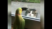 Funny Animals Playing Peek A Boo...