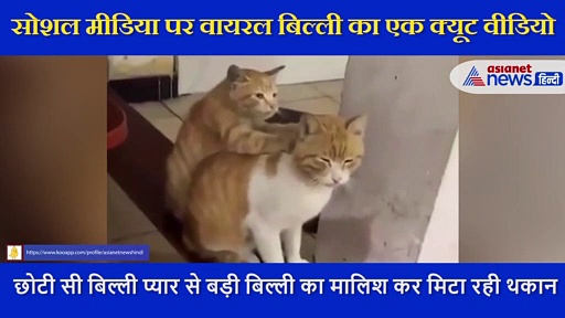 नहीं देखा होगा ऐसा कमाल का वीडियो, दिल जीत लेगा दो बिल्लियों का ये क्यूट सा करतब