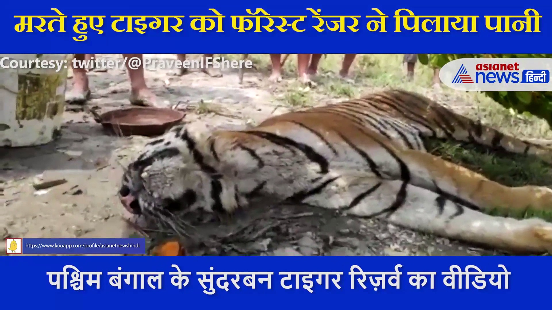 अंतिम पलों में टाइगर को फॉरेस्ट रेंजर ने पिलाया पानी, वीडियो देख इमोशनल हुए लोग