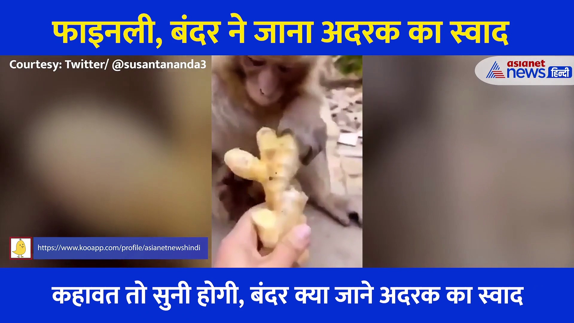 फाइनली! बंदर को पता चला अदरक का स्वाद, मुंह में डाला और फिर... देखें Funny Video