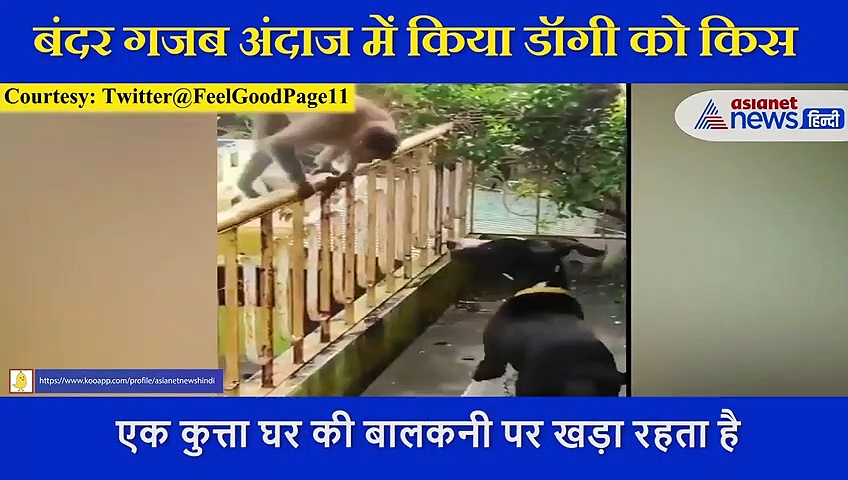 बंदर ने गजब अंदाज में किया डॉगी को किस, प्यार भरा ये वीडियो जीत लेगा दिल