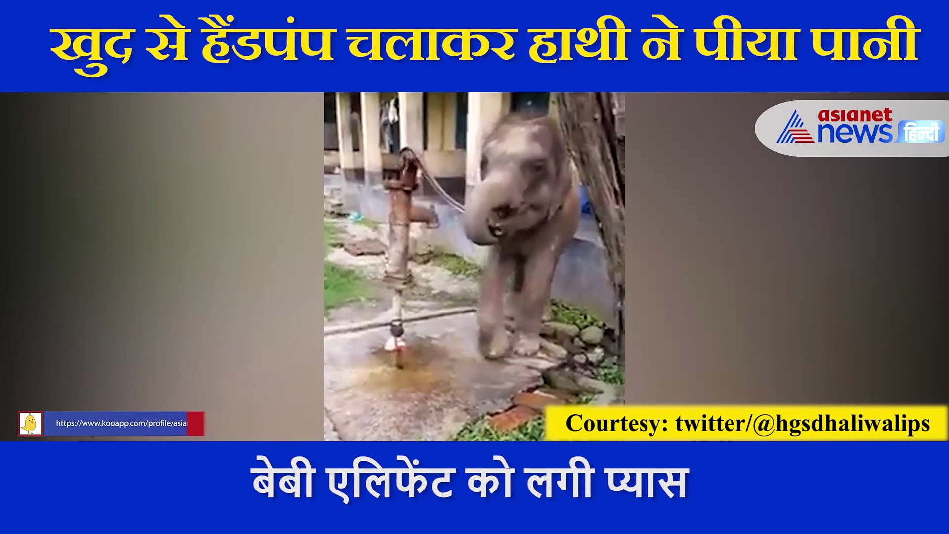 हैंडपंप चलाकर  बेबी एलिफेंट ने मस्त अंदाज में पीया पानी, सामने आया VIDEO