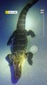 Gator Makes Its Way Into Florida Family Swimming Pool