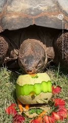 Galapagos Tortoise Celebrates 94th Birthday