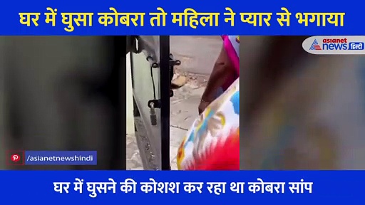 घर में घुसा कोबरा, महिला ने डंडा दिखा प्यार से बात की और भगा दिया, वीडियो में देखें कैसा था पूरा नजारा