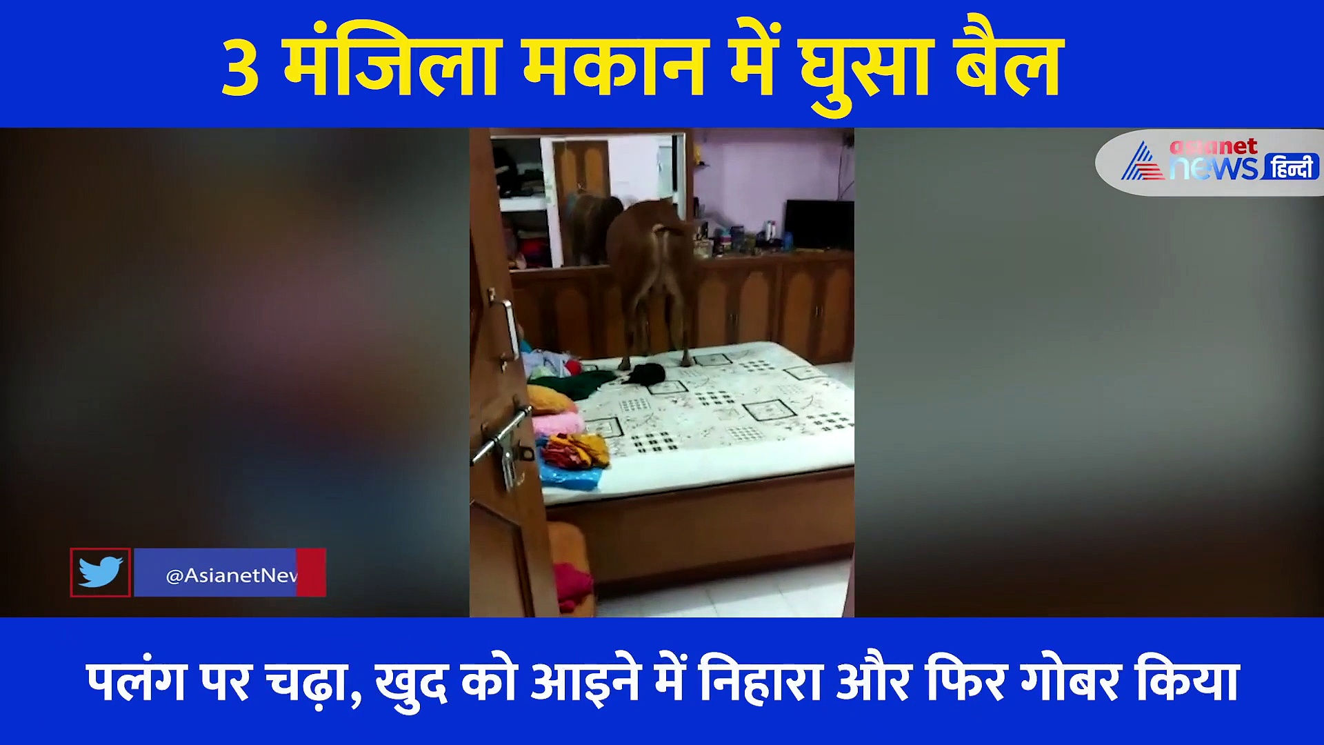 3 मंजिला मकान पर चढ़ गया बैल, बेडरूम में घुस बिस्तर पर गोबर किया, खूब मचाया आतंक