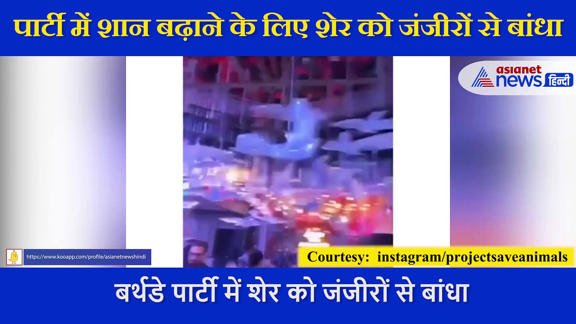 पाकिस्तान में एक  बर्थडे पार्टी में शेर को जंजीरों से बांधा, शान बढ़ाने के लिए की ऐसी हरकत