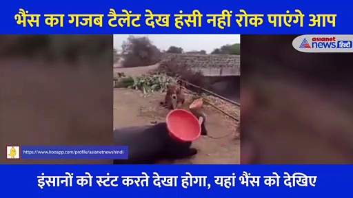 भैंस के गजब करतब को देख दांतों तले उंगली दबा लेंगे आप, सींगों पर टब रख किया स्टंट
