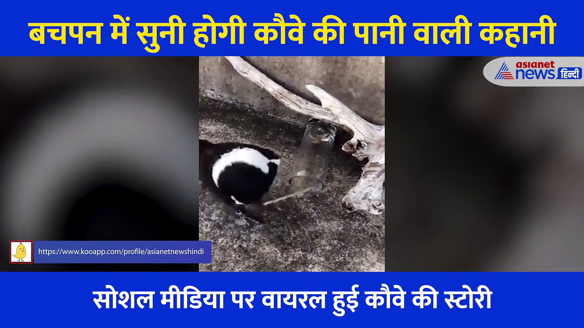 बचपन में सुनी प्यासे कौवे की कहानी हुई सच... सामने आया हैरान करने वाला Video