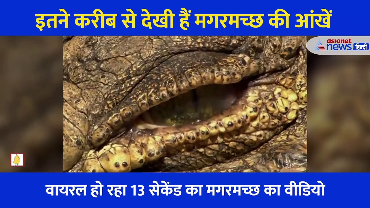कभी इतने करीब से देखी हैं मगरमच्छ की आंखें?  देखें 13 सेकेंड का खतरनाक Video
