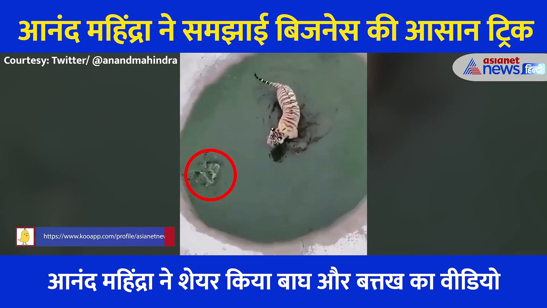 बाघ के हमले से बचने के लिए बत्तख लगाया गजब दिमाग, वीडियो देख आनंद महिंद्रा ने दिए बिजनेस टिप्स