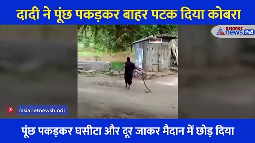 खतरनाक Video: दादी ने पूंछ से उठा उल्टा पकड़ा कोबरा, घसीटते हुए लाई बाहर.... फिर जो हुआ