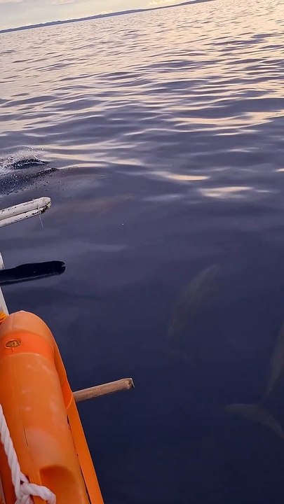 Boat Island Hopping Gets Close Encounter with a Dolphin Pod