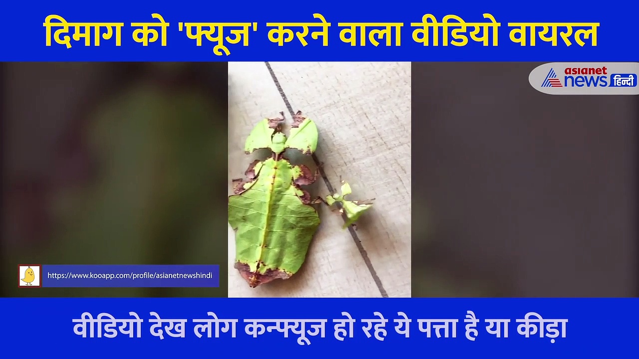 ये कीड़ा है या कीड़ा लगा कोई पत्ता..., वायरल हो रहा ये Video दिमाग का दही कर देगा