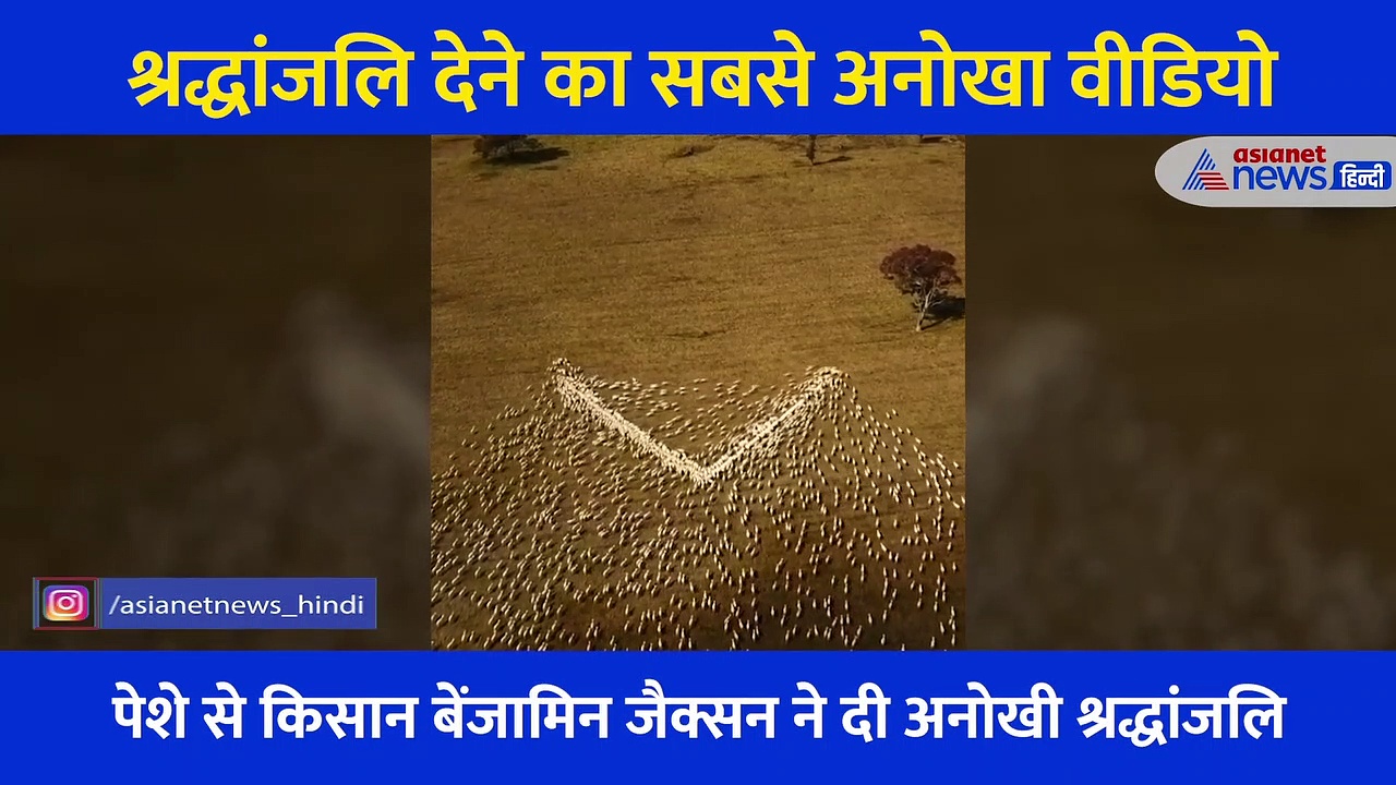 किसान ने अपनी चाची को दी अनोखी श्रद्धांजलि, भेड़ों से बनवाया दिल और बजाया गया, देखें Viral Video