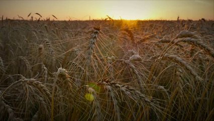 UN to Join International Efforts to Restore the World's Wheat Supply