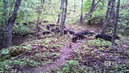 TG GARGANOTV 18 05 2022