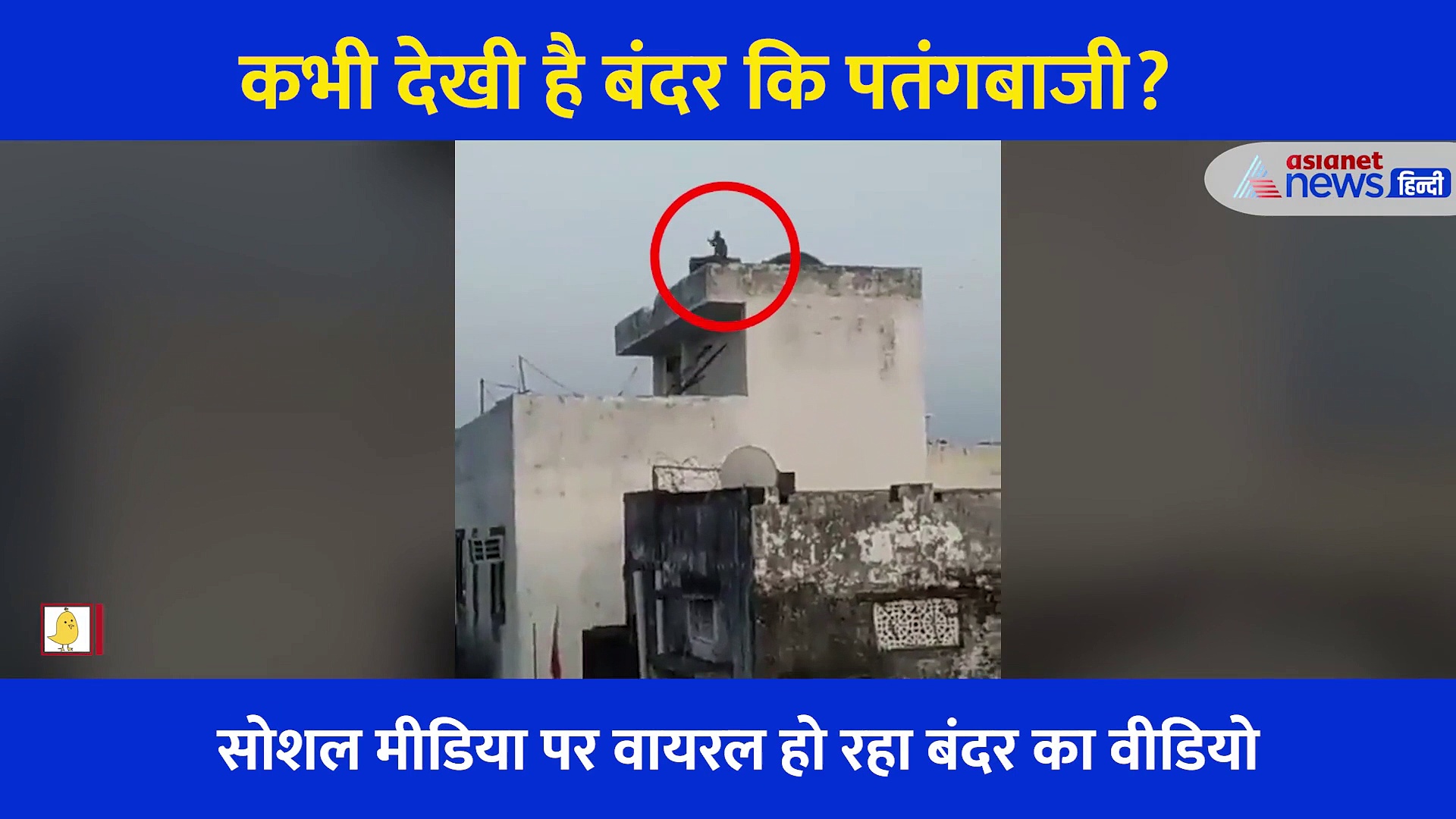 Video: कभी देखी है बंदर की पतंगबाजी? कैमरे में कैद हुआ अजब नजारा