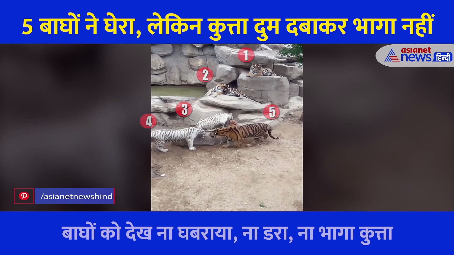 Video: पत्थर के पास बैठे कुत्ते को 5 बाघों ने घेरा, लेकिन कुत्ता दुम दबाकर भागा नहीं... फिर जो हुआ