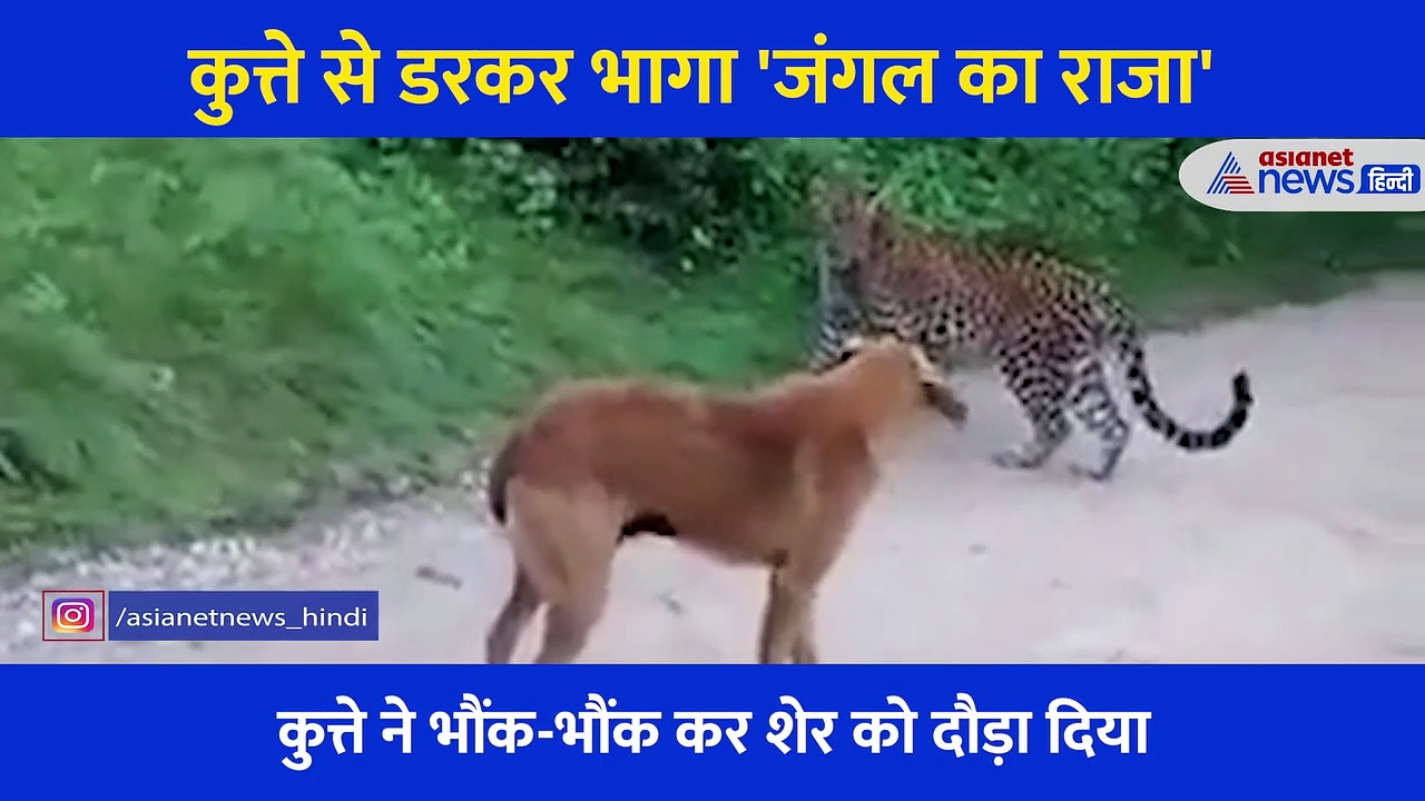 Video: 'तू राजा होगा अपने जंगल का ये मेरा इलाका है', जब कुत्ते ने खूंखार जानवर को पल भर में सिखाया सबक