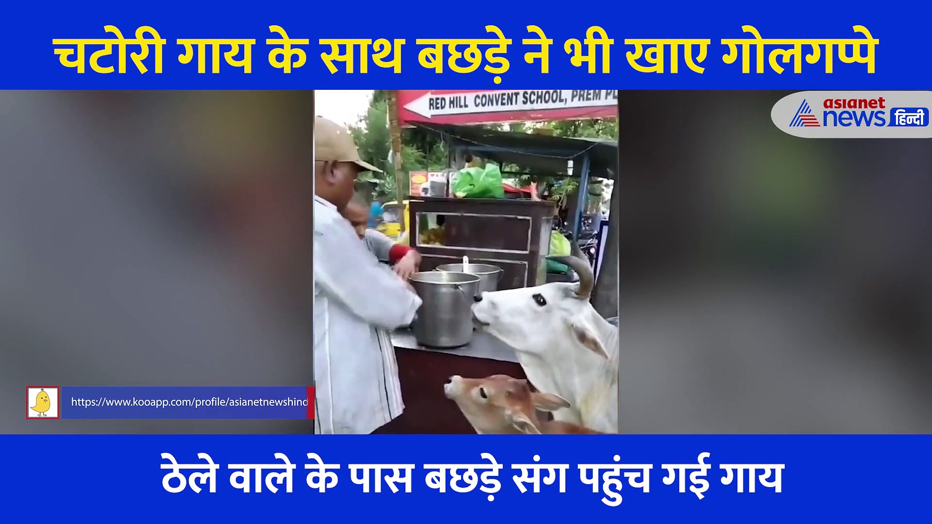 गौ माता को चारा खाते देखा होगा लेकिन ये चटोरी गाय गोलगप्पे खाती है, देखें Video