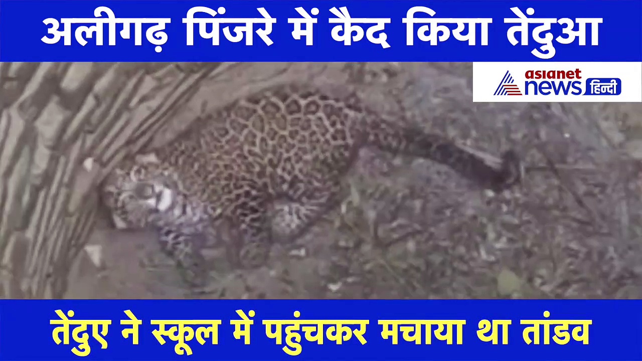 Video: तेंदुए ने स्कूल में पहुंचकर मचाया तांडव, घंटों की मशक्कत के बाद पिंजरे में कैद